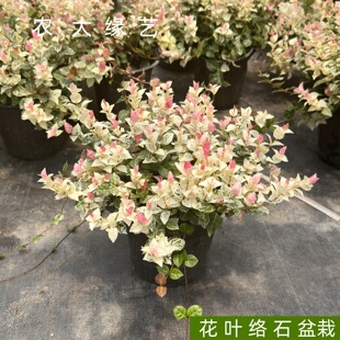 花叶络石盆栽阳台庭院办公室彩叶牵藤蔓吊兰植物四季观叶净化空气