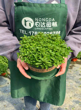 苹果薄荷盆栽 新鲜可食用 薄荷叶室内花园驱蚊植物薄荷苗绿植花卉