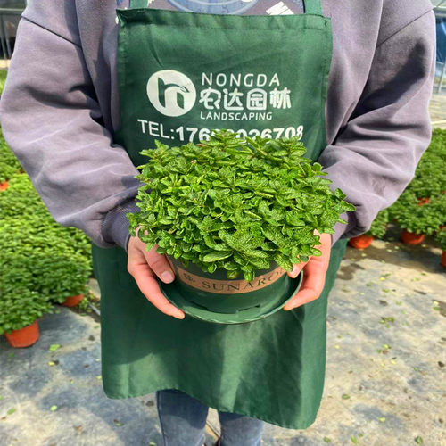 苹果薄荷室内花园可种植食用薄荷