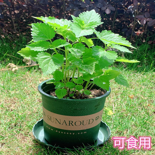 可食用新鲜藿香盆栽庭院种植
