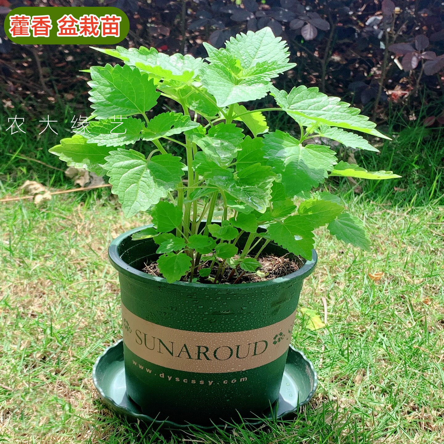农大缘艺藿香苗新鲜食用盆栽大苗
