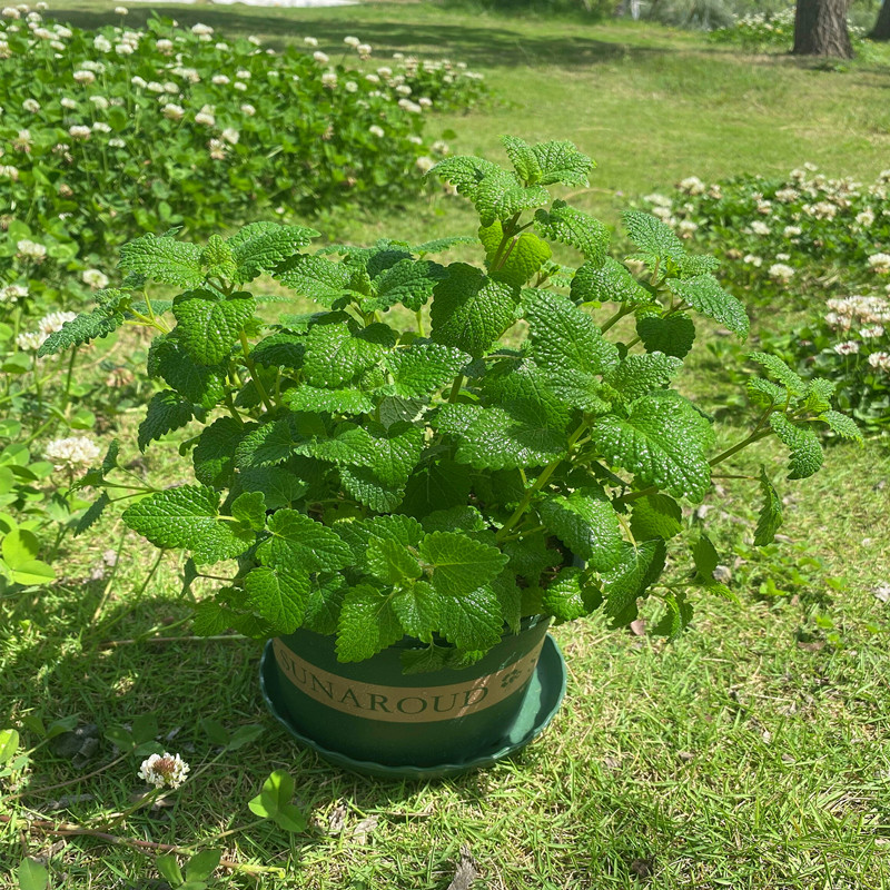 柠檬薄荷盆栽 新鲜可食用 薄荷叶室内水培驱蚊植物薄荷苗绿植花卉