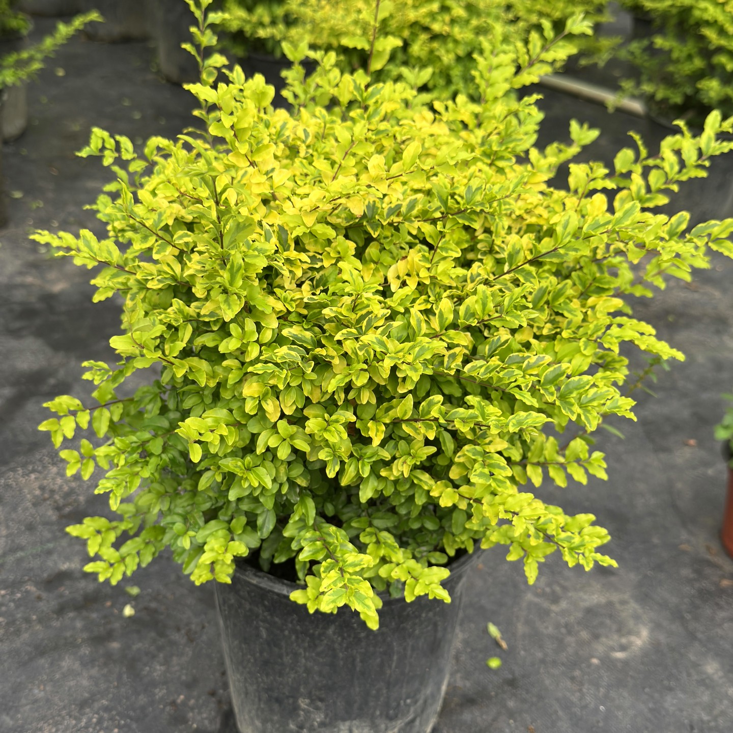 农大缘艺亮晶女贞盆栽苗原土原盆