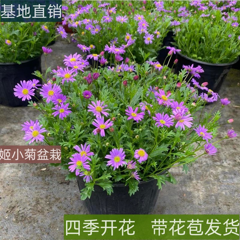 农大园艺姬小菊花苗盆栽四季开花