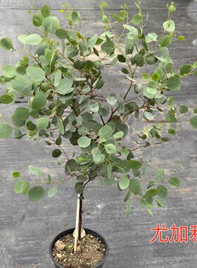 农大缘艺苹果桉尤加利盆栽原盆土