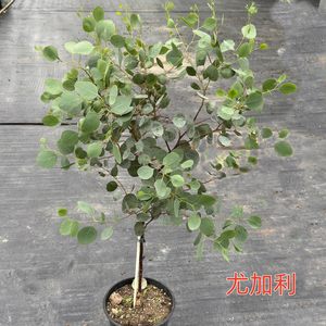苹果桉尤加利盆栽蓝宝贝尤加利网红植物室内阳台庭院观叶绿植包邮