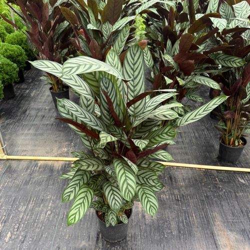 农大缘艺新飞羽竹芋盆栽易养植物