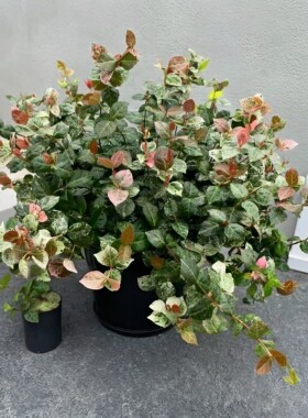 农大缘艺花叶络石盆栽苗好养植物