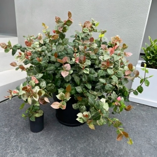 花叶络石盆栽阳台庭院办公室彩叶牵藤蔓吊兰植物四季观叶净化空气