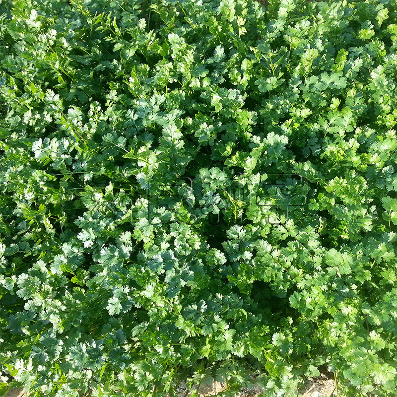 香菜种子金门芫荽铁杆蔬菜籽大绿叶浓香四季盆栽老品种蔬莱孑寿光