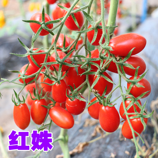 红姝番茄种籽樱桃花生水果迷你小型西红柿特色以色列蔬菜瓜果种子