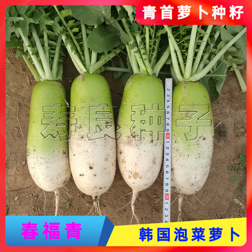 大萝卜种籽蔬菜种子韩国泡菜青头