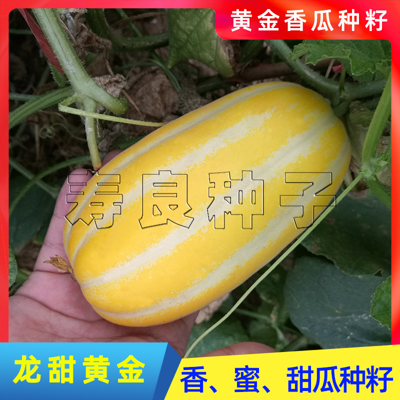 甜瓜种子龙甜黄金香蜜白肉田爪高产礼品大全韩国水果种孑寿光种籽