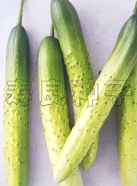 黄瓜种子腌渍泡菜韩国蔬菜种籽