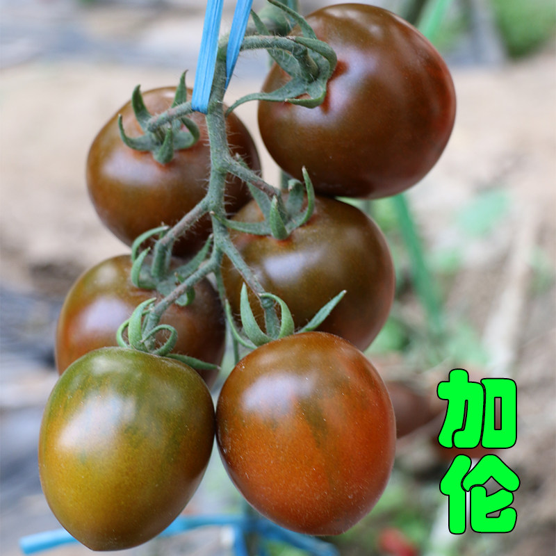 番茄种子籽加伦马特棕咖啡色水果草莓西红柿美国盆栽农蔬菜瓜果孑
