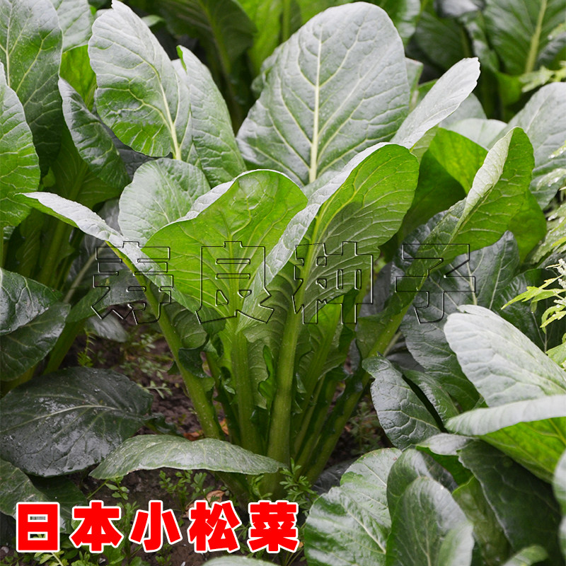 小松菜种子寿良四季蔬菜种籽盆栽图片