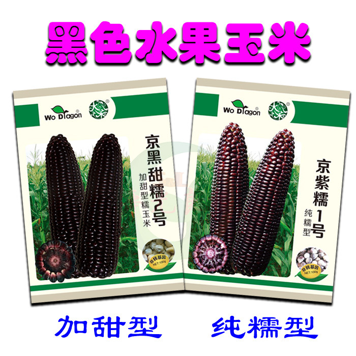 玉米种子水果京黑甜糯2号高产田京紫糯1号包谷种籽寿光种孑蔬菜籽