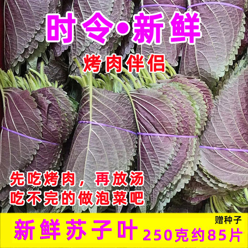 新鲜苏子叶紫苏叶烤肉食用叶子半背韩国泡菜包饭山东寿光蔬菜包邮 - 封面