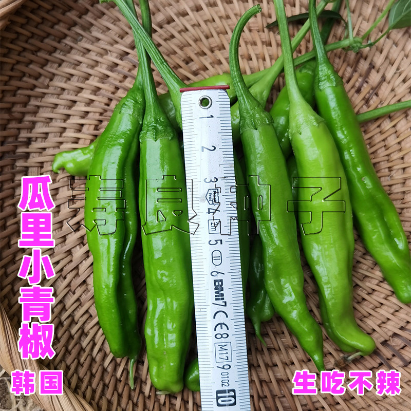 瓜里辣椒种子小青椒黄瓜味鲜椒生吃薄皮泡菜腌渍韩国蔬菜籽寿光孑,鲜花速递/花卉仿真/绿植园艺,家庭园艺种子,淘宝优惠券,粉丝福利购,淘宝优惠卷