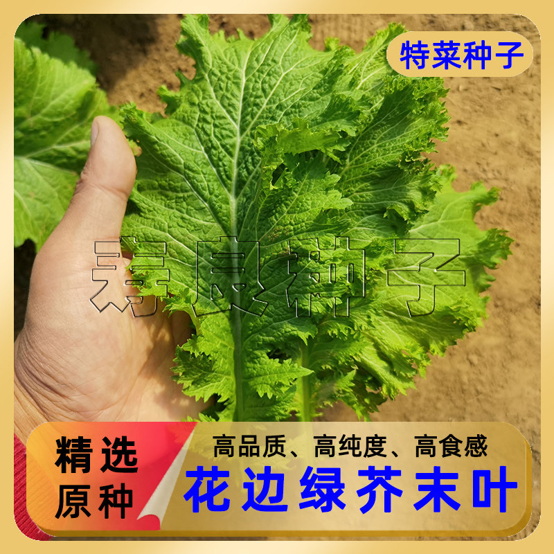 芥末叶芥菜种子紫绿青大叶烤肉包饭韩国孑阳台盆栽四季特色蔬莱籽,鲜花速递/花卉仿真/绿植园艺,家庭园艺种子,淘宝优惠券,粉丝福利购,淘宝优惠卷