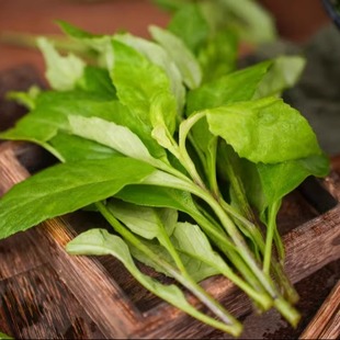 蛋婶儿黄平野菜贵州新鲜蔬菜青菜当季现摘现发特产时令野蔬健康嫩