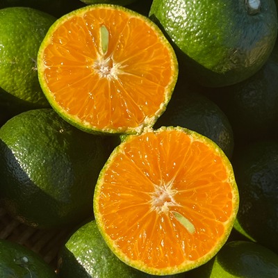 蛋婶儿超好吃的广西清香茶橘新鲜