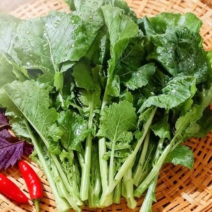 蛋婶儿有机板蓝根青菜新鲜绿色蔬菜营养健康当季 现摘时令生鲜顺丰