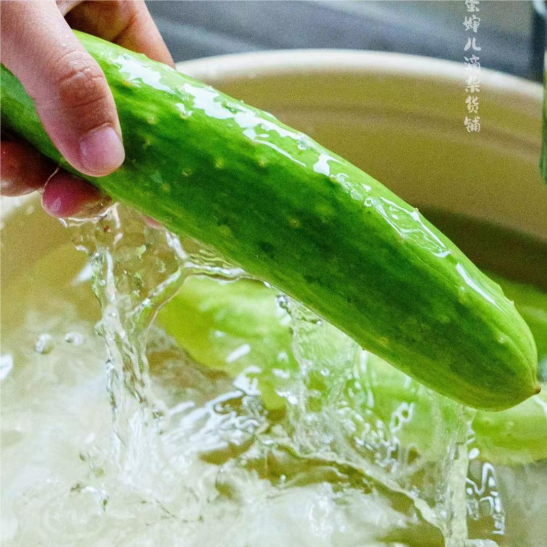 蛋婶儿海阳牛奶白玉黄瓜
