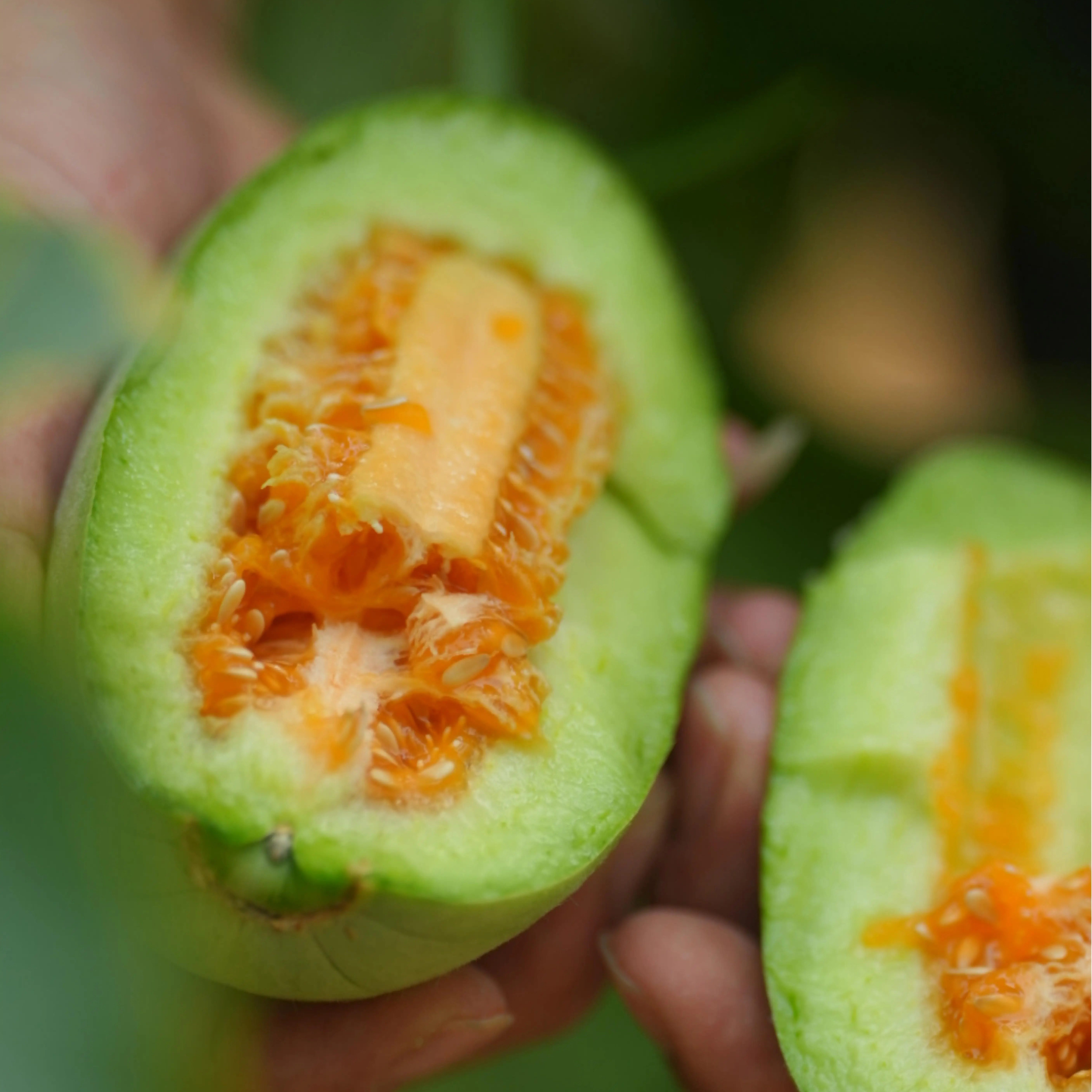 蛋婶儿限量甜墩墩蜜瓜甜瓜香瓜羊角蜜山东特产新鲜当季时令水果