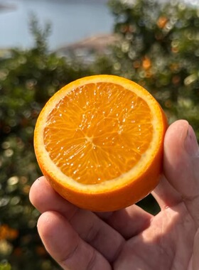 蛋婶儿清江晚橙当季新鲜橙子秭归橘橙脐橙整箱孕妇水果顺丰包邮
