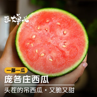 蛋婶儿庞各庄西瓜新鲜水果当季红瓤冰糖脆甜小西瓜小糖丸甜瓜包邮