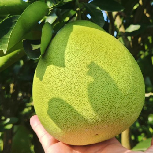 酸柚子！喜酸入！老树药柚