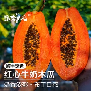 蛋婶儿海南红心牛奶木瓜新鲜下奶冰糖应季水果树上熟鲜果木瓜饮