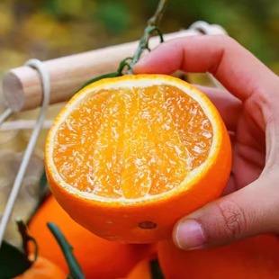 直播福利款！蛋婶儿红美人宝宝果橙子新鲜现摘产地直发当季果冻橙