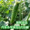 丹东旱黄瓜东北特产农家自种新鲜蔬菜水果黄瓜孕妇蔬菜现摘现发