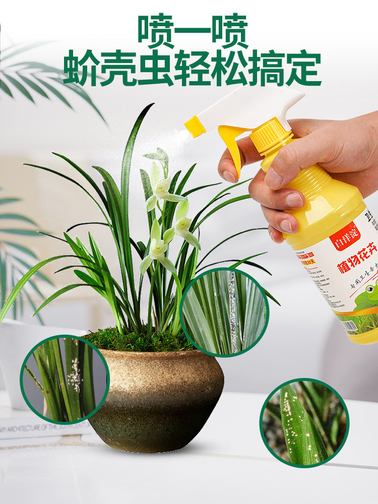 兰花杀虫专用药剂兰草除虫防虫用药土壤虫药蚧壳虫介壳驱虫花蚜虫