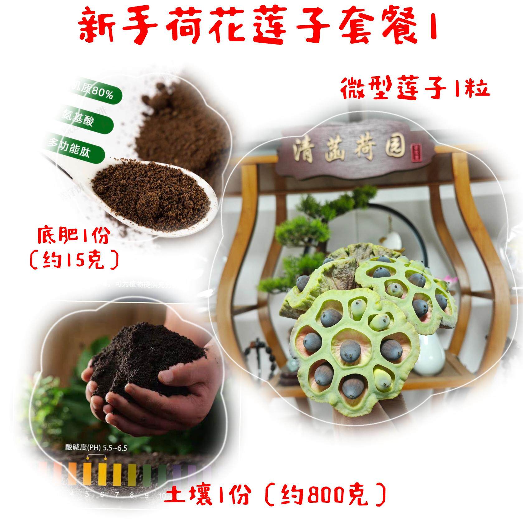 莲子荷花哥推荐新手碗莲种子开口荷花莲子套餐楼顶阳台能开花泥土