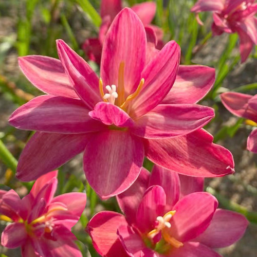 重瓣进口风雨兰韭兰韭莲葱兰开花花卉香味庭院阳台室内外小区种球