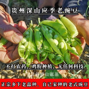 （农村人自家菜园子地种植）贵州农家老品种豌豆应季带壳老豌豆荚