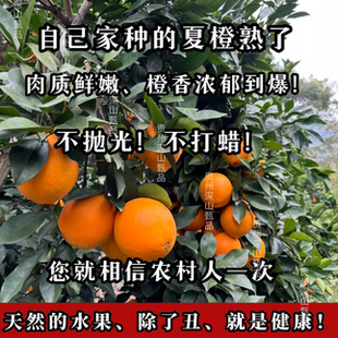 （这是爷爷一年心血换来的收成）贵州高山夏橙脐现摘现发新鲜果