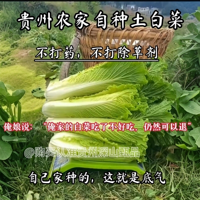 （俺娘自己种植的老品种白菜）贵州高山麻叶青白菜清甜露天种植