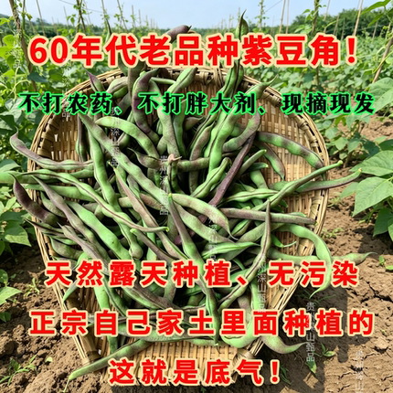 （老人坚持传统种植）贵州农家自种四季豆紫芸豆紫豆角