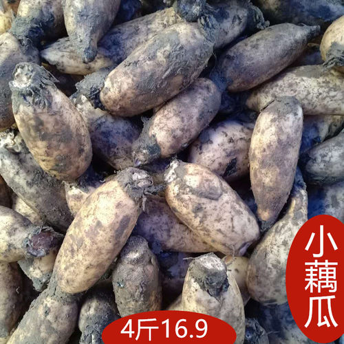 山东特产新鲜粉藕泥藕农家自种