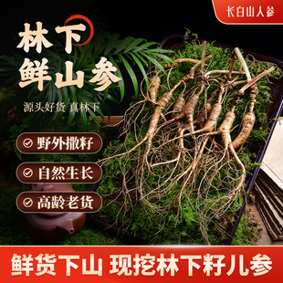 新鲜人参长白山精品林下参山参泡酒长白山非野山参高龄一等参籽货