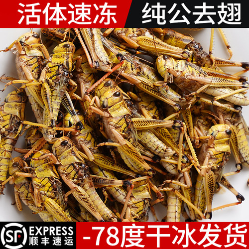 新鲜去翅膀纯公蚂蚱活体速冻蚱蜢油炸纯母蝗虫满籽草蜢鸟鱼食