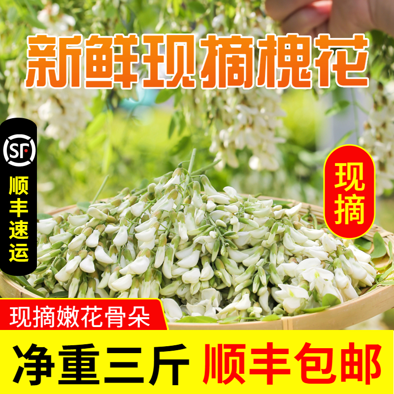 2024新鲜洋槐花上市槐花骨朵顺丰