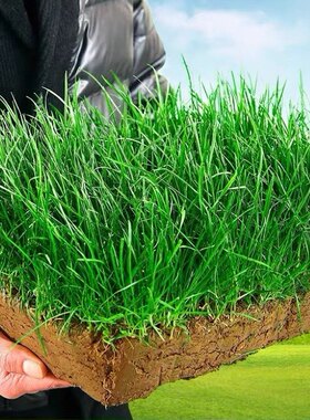 grass seed Tall Fescue Grass Seed  Festuca arundinac botany