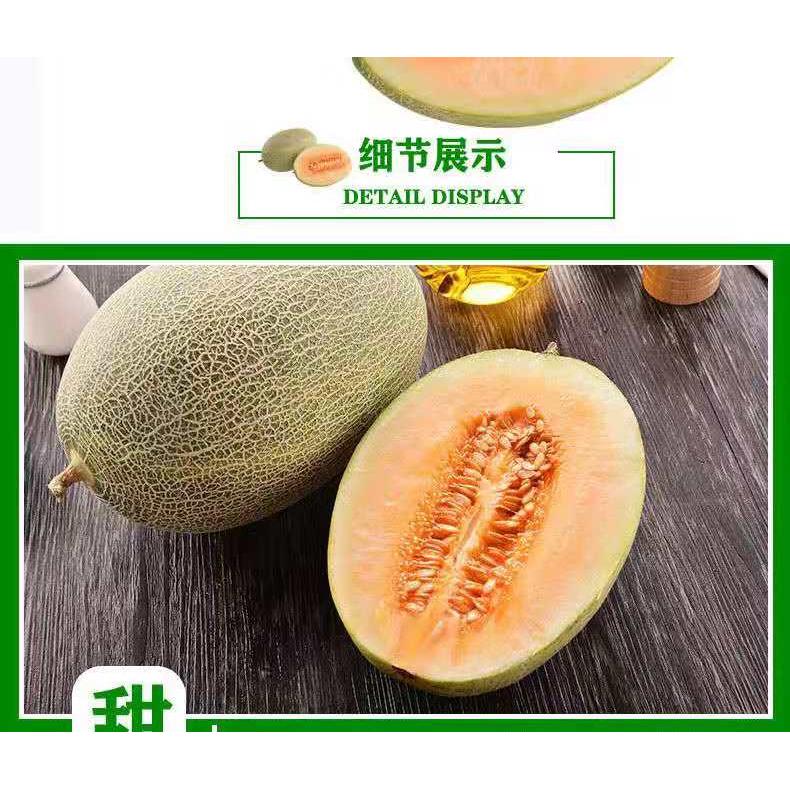 鸿心哈密瓜新疆爆甜新鲜现摘网纹