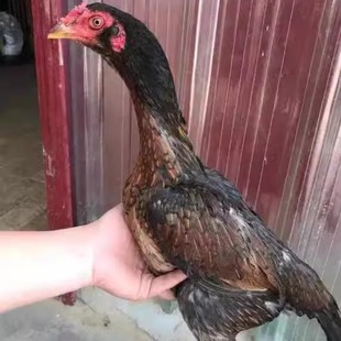 纯种越南下蛋母鸡斗鸡成年鸡泰国嫩咬鸡养殖场繁殖鬼母中原鸡活体