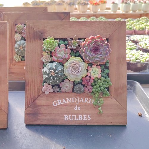 多肉画框带盆栽好 高档木盒多肉组合拼盘相框成品 送领导礼品好养